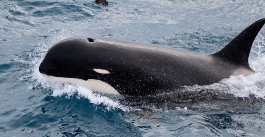 Type D Killer Whale